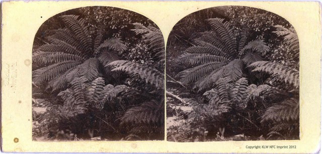 T. Nevin stereo of Tasmanian ferns 1868